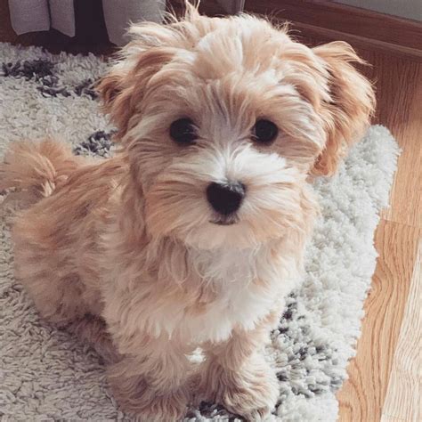 Maltipoo Puppies For Sale Colorado Springs Co 355282