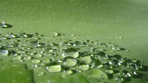 Wallpaper Nature Grass Water Drops Green Dew Leaf Flower Drop