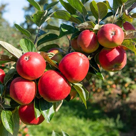 Apple Tree Tree Plants Drought Resistant Apple Tree Plantapple Tree