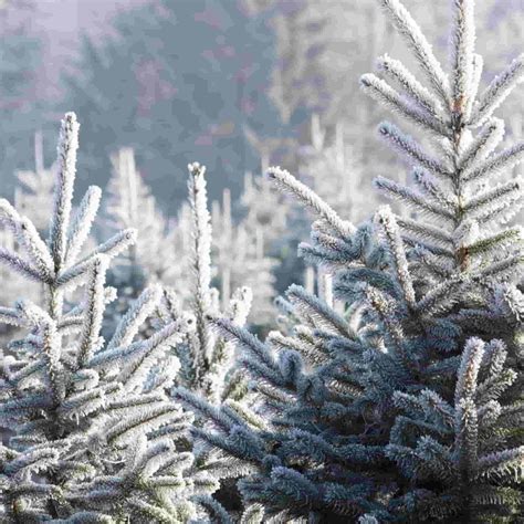 Nordmann Fir Abies Nordmanniana British Tree Saplings