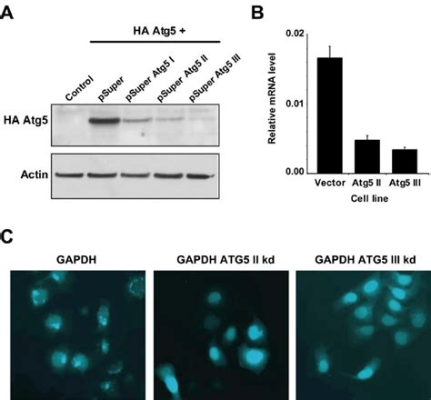 Figure S Atg Knockdown Inhibits Autophagy A Hela Cells Were