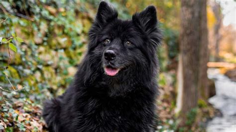 Are There Black Samoyed Dogs Lets Reveal It Hello Samoyed