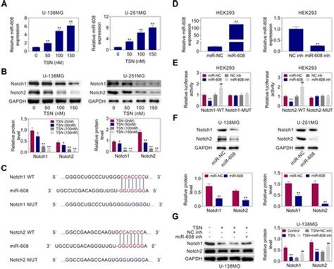 Full Article Toosendanin Suppresses Glioma Progression Property And