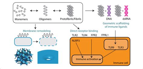 Supramolecular Self Assembly Of Amps And Amyloids Enables Membrane