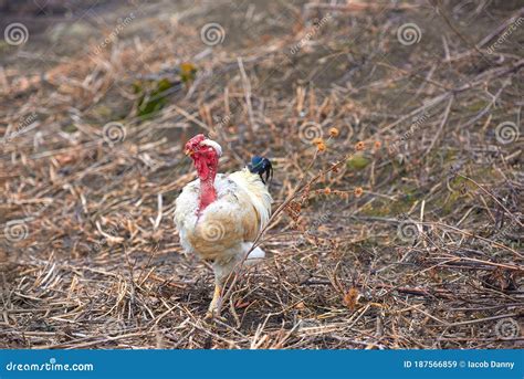 Transylvanian Naked Neck Rooster Free Range Rare Breed Of Chicken