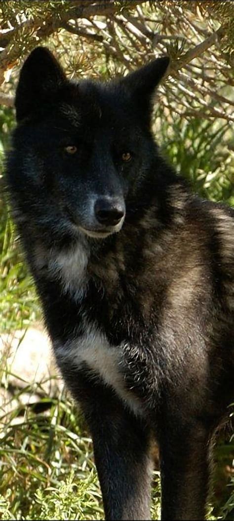 Pin on wolves | Wolf pictures, Wolf spirit animal, Black wolf