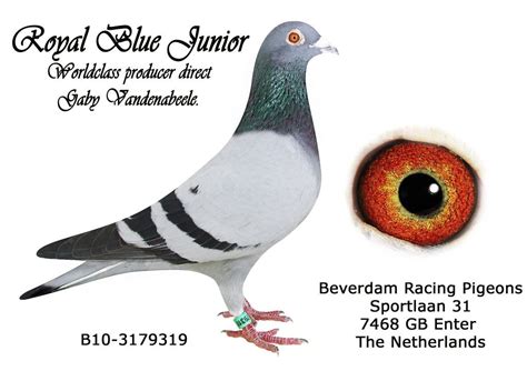 Gaby Vandenabeele Herman Beverdam Racing Pigeons Racing Pigeons