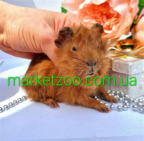 Морская свинка розетчатая,морська свинка,морские свинки,морськi свинки ...