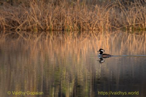 Redmond Retention Ponds Vaidhy S World