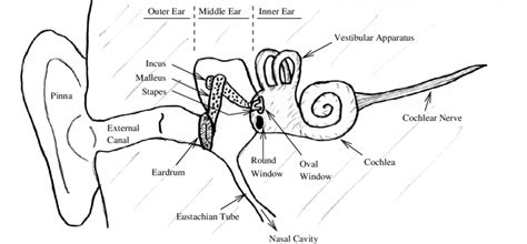 1 Schematic Of The Outer Middle And Inner Ear Reconstructed From 28 Download Scientific