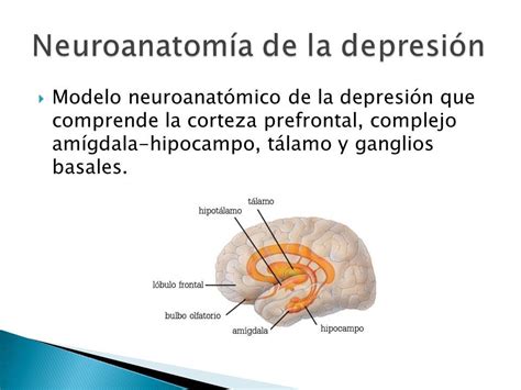 Descubrir 89 Imagen Modelo Neuroanatomico Abzlocal Mx