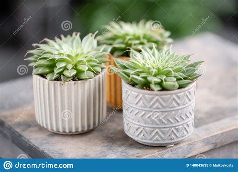 Amante Del Cactus Colecci N De Succulents En Potes De Cer Mica