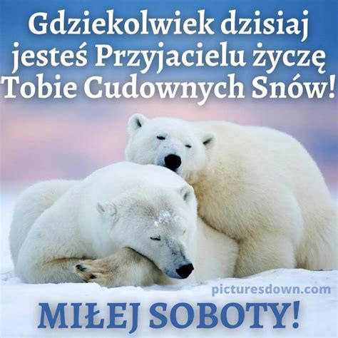 Obrazek spokojnej nocy na sobotę Białe niedźwiedzie