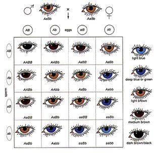 WebQuest: Detective Punnett Square: connecting families by genetics ...