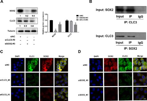 Figure 1 From Clc 3 And Sox2 Regulate The Cell Cycle In Du145 Cells