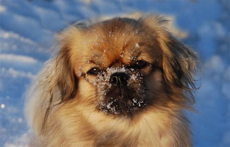 Tibetan Spaniel dog face photo and wallpaper. Beautiful Tibetan Spaniel dog face pictures