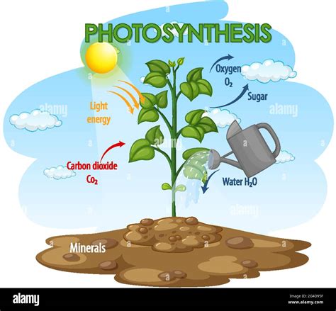 Diagram Showing Process Of Photosynthesis In Plant Illustration Stock