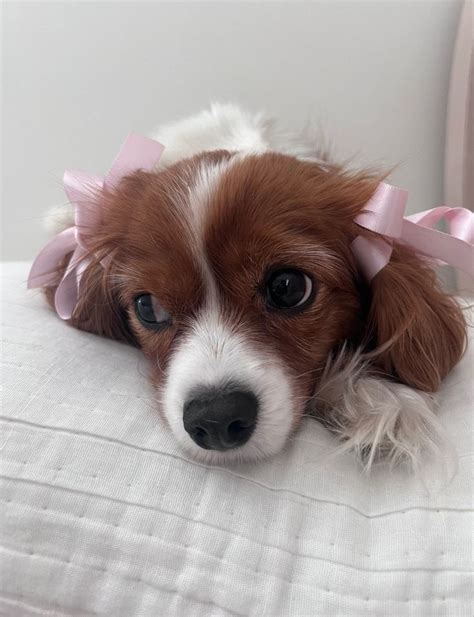 Lolly🎀🤍🧸 aesthetic dog coquette bow ribbon pink Lana del Rey | Very ...