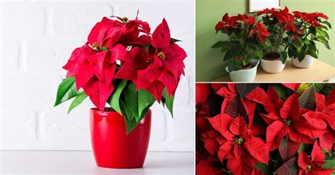 how to get a poinsettia to turn red