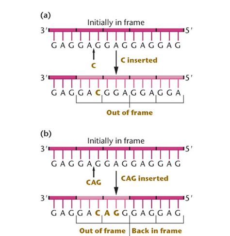 Chapter The Genetic Code And Transcription Flashcards Quizlet