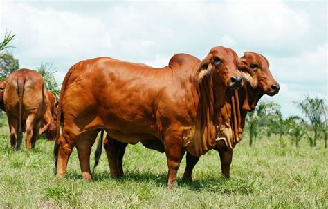 Brahman la raza más apetecida en por su excelente calidad cárnica