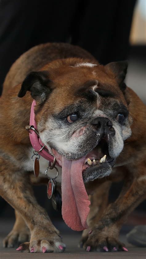 Photos Zsa Zsa The English Bulldog Wins Worlds Ugliest Dog Title