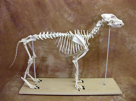 Dog Canine Skeleton - Large : Skeletons And More!