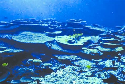 Typical Lagoon Reef At Johnston Atoll Dominant Coral Is Acropora