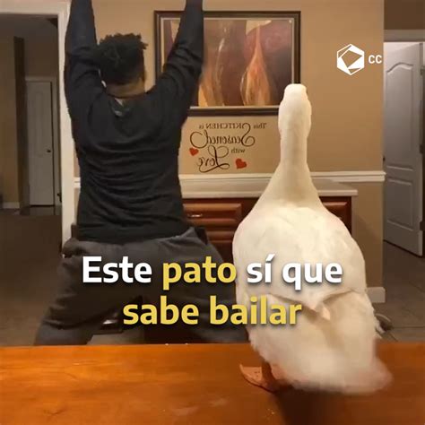 Cultura Colectiva on Twitter Ya no busques más clases de twerking