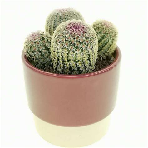 Pianta Di Echinocereus Rigidissimus Subs Rubispinus In Vaso Di