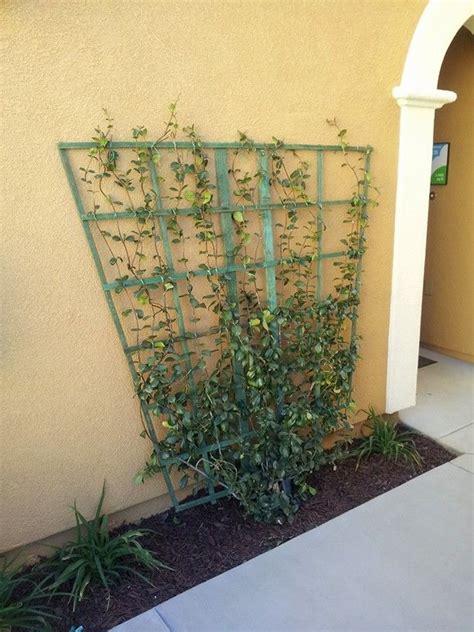 Jasmine | Outdoor structures, Outdoor, Yard