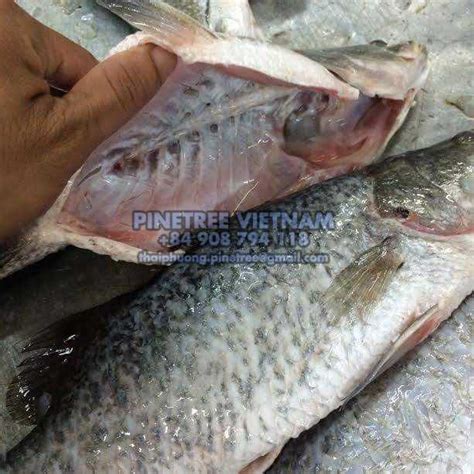 Seabass Pinetree Vietnam Co Ltd Seafood Exporter And Supplier