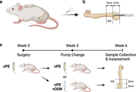 Sex Differences Of Nf κb Targeted Therapy For Mitigating Osteoporosis