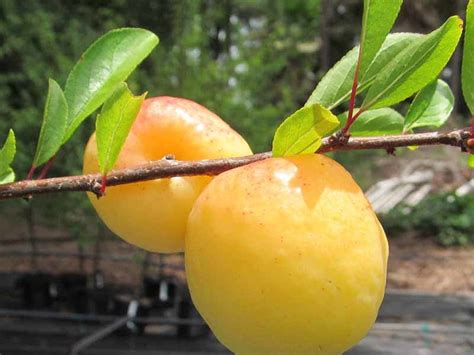 Bruce Plum Tree Just Fruits And Exotics