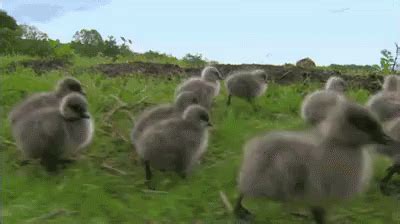 Duck Stampede GIF - Duck Stampede Run - Discover & Share GIFs