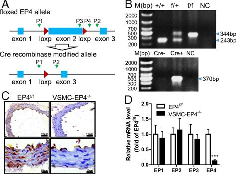 VSMC Specific EP4 Deletion Exacerbates Angiotensin II Induced Aortic