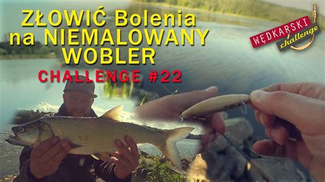 Złowić bolenia na niemalowany wobler Wiślane bolenie Blog Połamanie