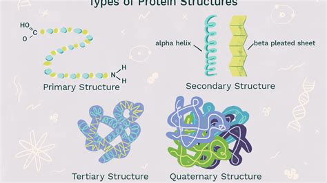 Protein Primary Structure Diagram