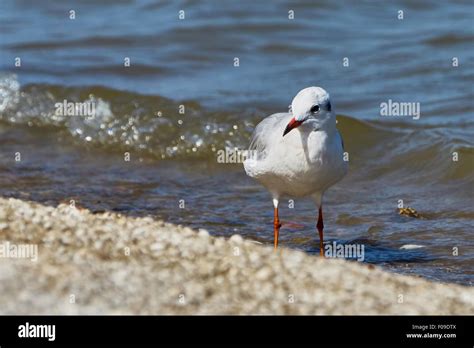 Seagull on the beach (Taganrog Bay Stock Photo - Alamy