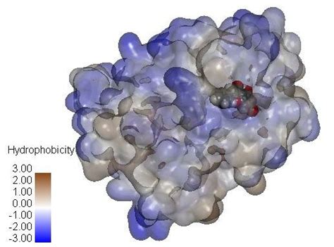 Hydrophobic Surface Interaction In The Binding Site Of Beta Estrogen