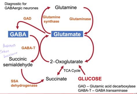 GABA And Glutamate Flashcards Quizlet