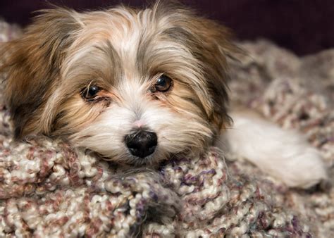 Havanese Adoption Canada Rescue And Rehoming 2024