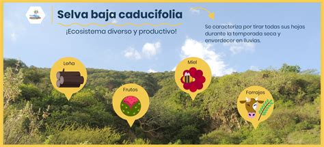 Aipromades On Twitter La Selva Baja Caducifolia Es Un Ecosistema Rico