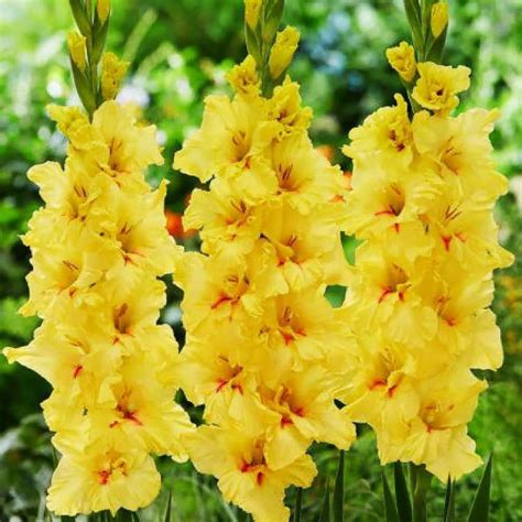 Großblumige Gladiole Amore 5 st Preise und Meinungen Online Shop