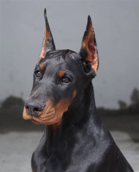 DOBERMAN YAVRULARI