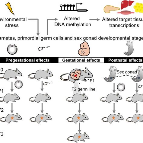 Mechanisms of epigenetics modifications. Gene expression is regulated ... 