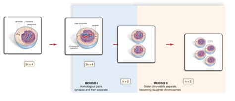 Mitosis Meiosis Flashcards Quizlet