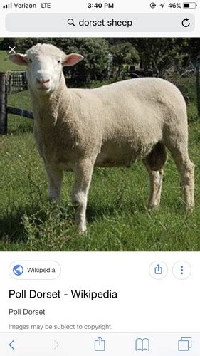 Sheep Gagne Flashcards Quizlet