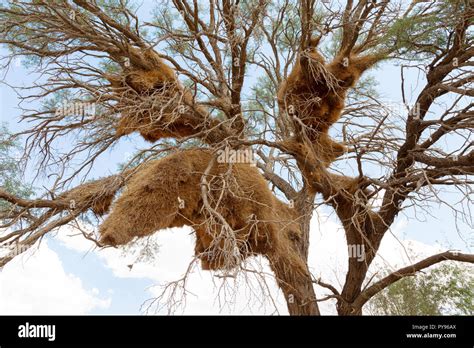 The Large Birds Nest Of The Sociable Weaver Bird Philetairus Socius