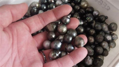 Black Pearl Pearl Lupon Gov Ph